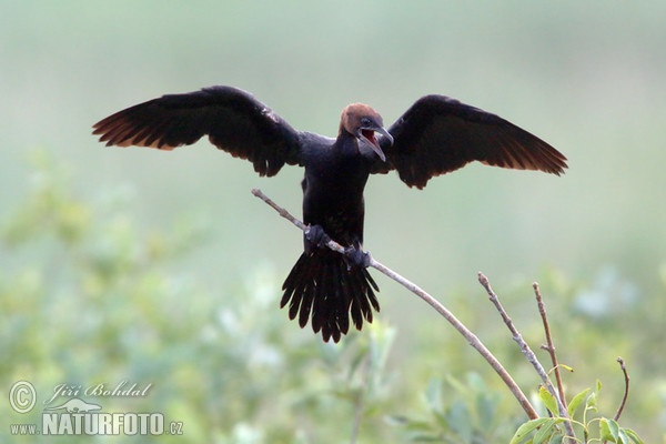 Kormorán malý (Phalacrocorax pygmaeus)