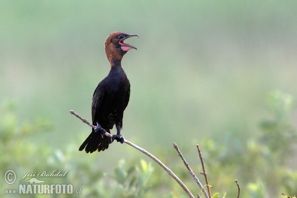 Kormorán malý (Phalacrocorax pygmaeus)