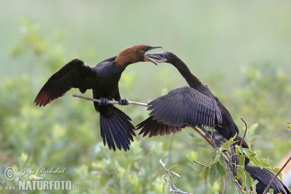 Kormorán malý (Phalacrocorax pygmaeus)