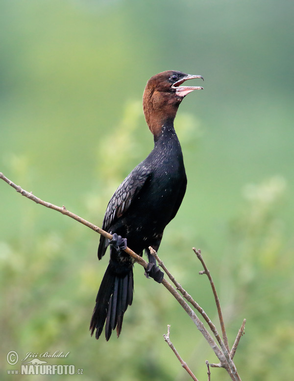 Kormorán malý (Phalacrocorax pygmaeus)