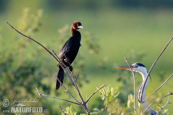 Kormorán malý (Phalacrocorax pygmaeus)