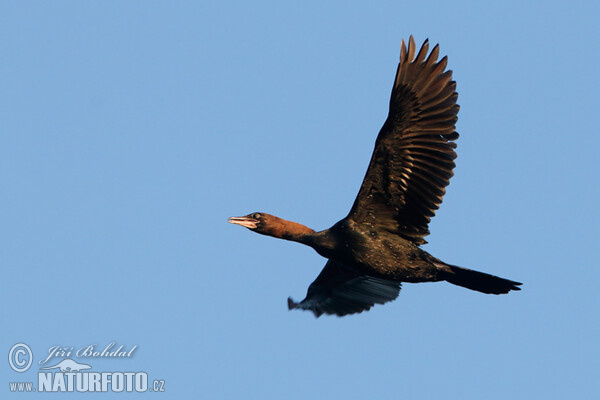 Kormorán malý (Phalacrocorax pygmaeus)