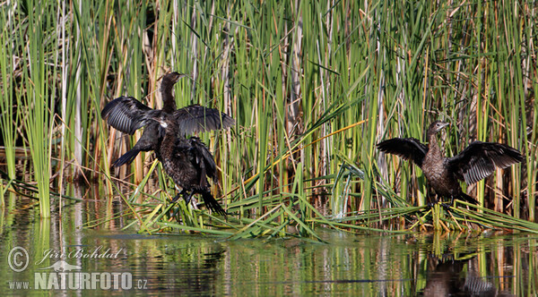 Kormorán malý (Phalacrocorax pygmaeus)