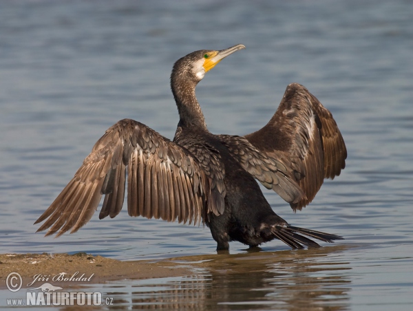 Kormorán velký (Phalacrocorax carbo)