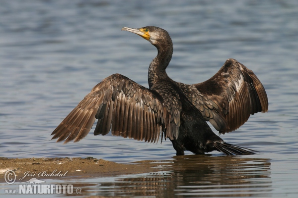 Kormorán velký (Phalacrocorax carbo)