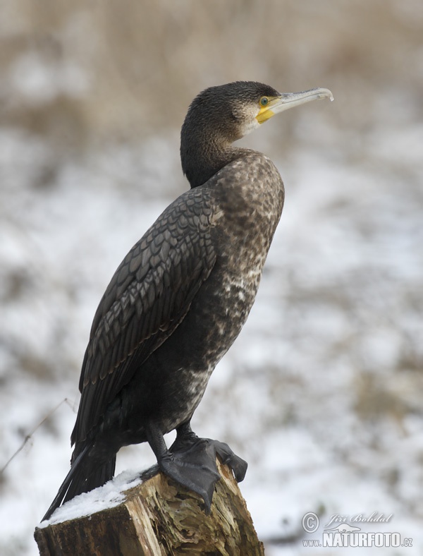 Kormorán veľký (Phalacrocorax carbo)