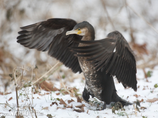 Kormorán velký (Phalacrocorax carbo)