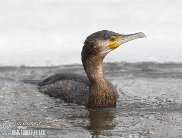 Kormorán veľký (Phalacrocorax carbo)