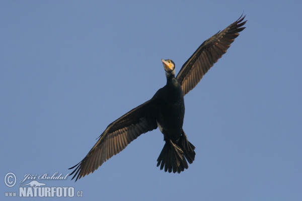 Kormorán velký (Phalacrocorax carbo)