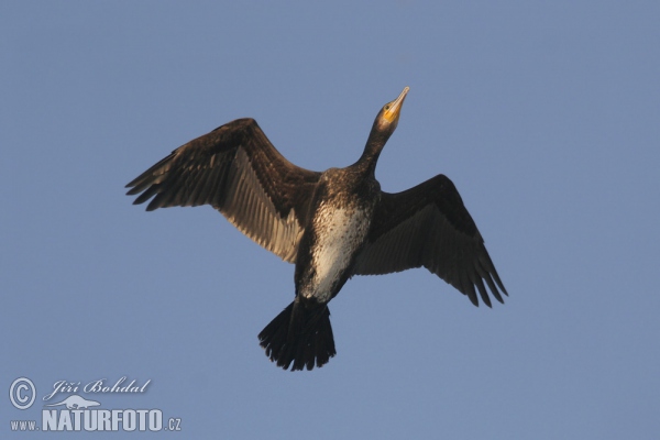 Kormorán veľký (Phalacrocorax carbo)