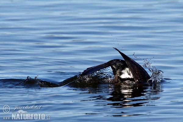 Kormorán veľký (Phalacrocorax carbo)