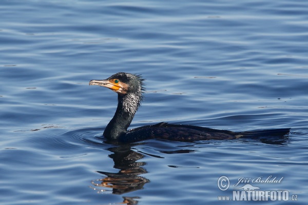 Kormorán velký (Phalacrocorax carbo)