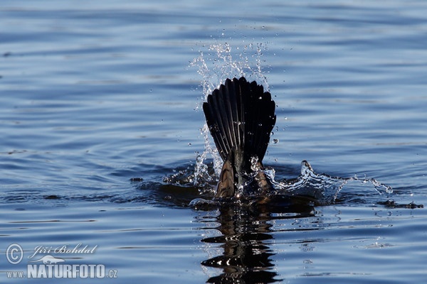 Kormorán veľký (Phalacrocorax carbo)