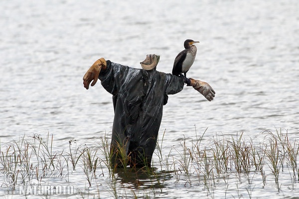 Kormorán velký (Phalacrocorax carbo)