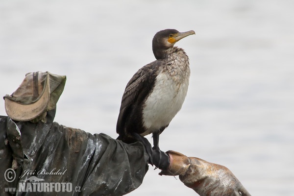 Kormorán veľký (Phalacrocorax carbo)