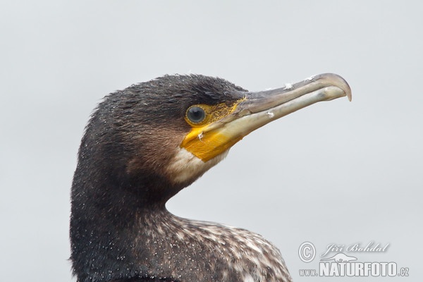 Kormorán veľký (Phalacrocorax carbo)