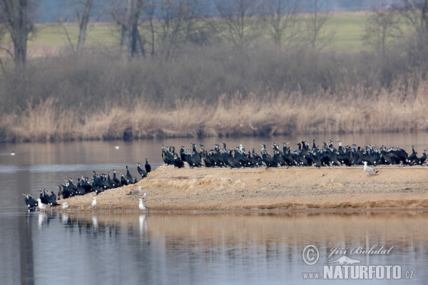 Kormorán velký (Phalacrocorax carbo)