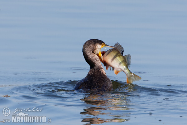 Kormorán veľký (Phalacrocorax carbo)