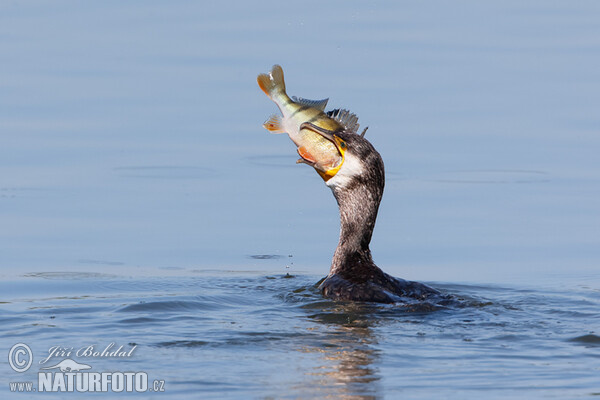 Kormorán velký (Phalacrocorax carbo)