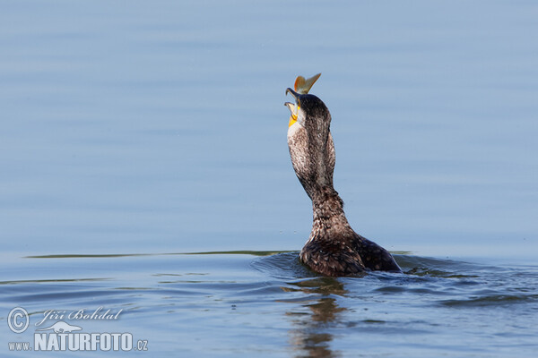 Kormorán velký (Phalacrocorax carbo)