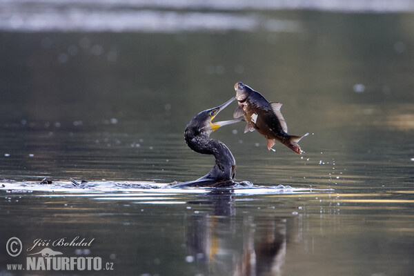 Kormorán veľký (Phalacrocorax carbo)