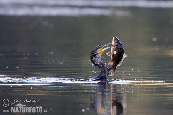 Kormorán velký (Phalacrocorax carbo)