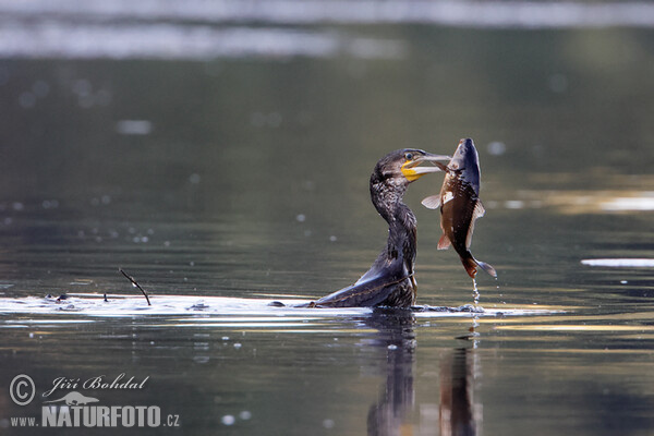 Kormorán veľký (Phalacrocorax carbo)