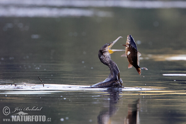 Kormorán velký (Phalacrocorax carbo)