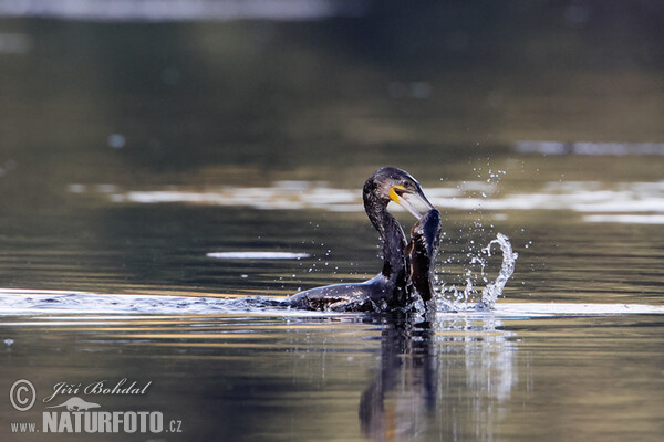 Kormorán veľký (Phalacrocorax carbo)