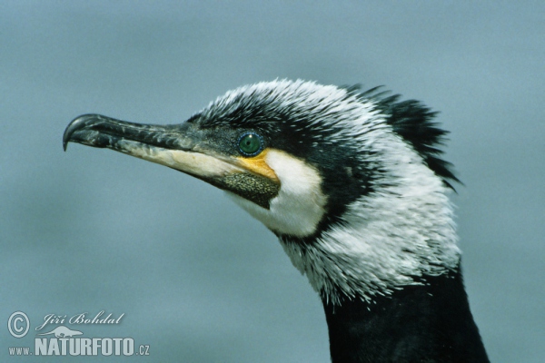 Kormorán velký (Phalacrocorax carbo)