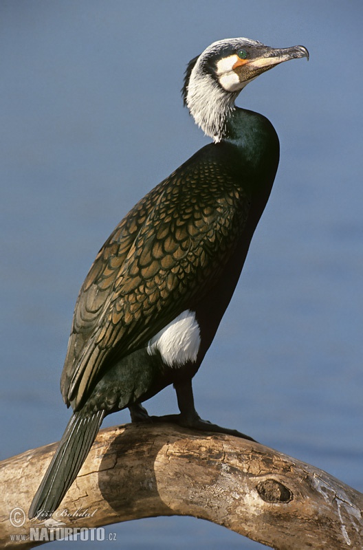 Kormorán veľký (Phalacrocorax carbo)