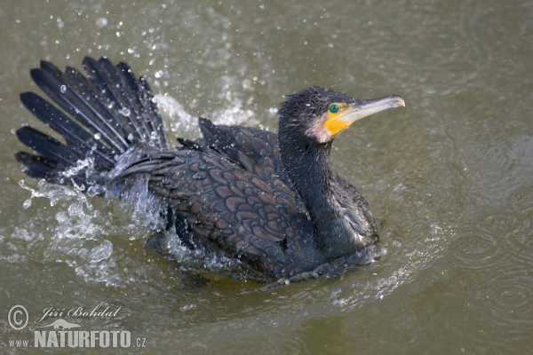 Kormorán veľký (Phalacrocorax carbo)