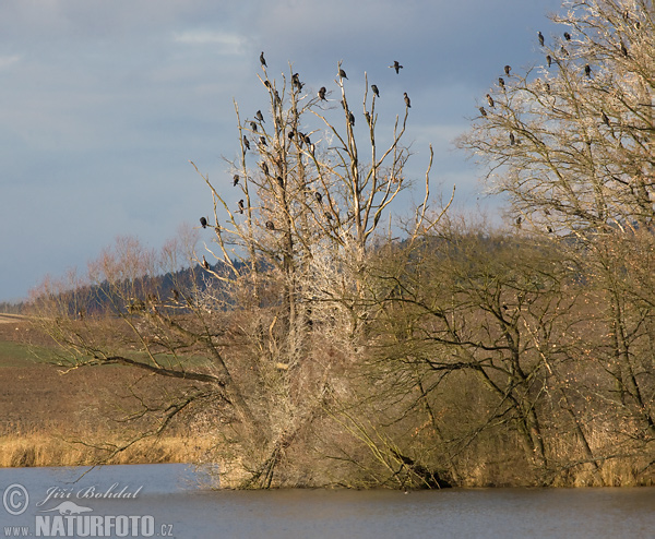 Kormorán veľký (Phalacrocorax carbo)