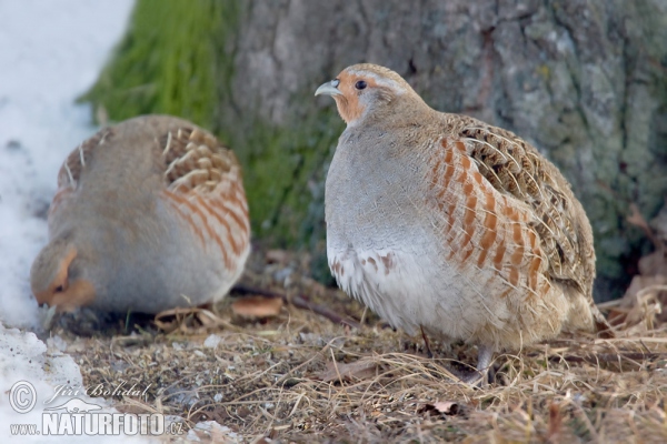 Koroptev polní (Perdix perdix)