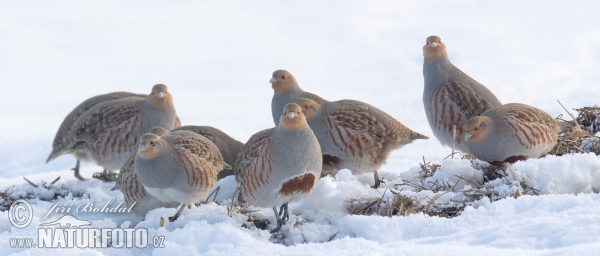 Koroptev polní (Perdix perdix)