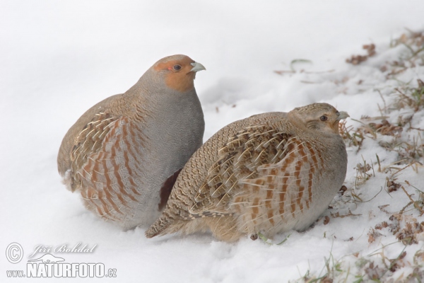 Koroptev polní (Perdix perdix)