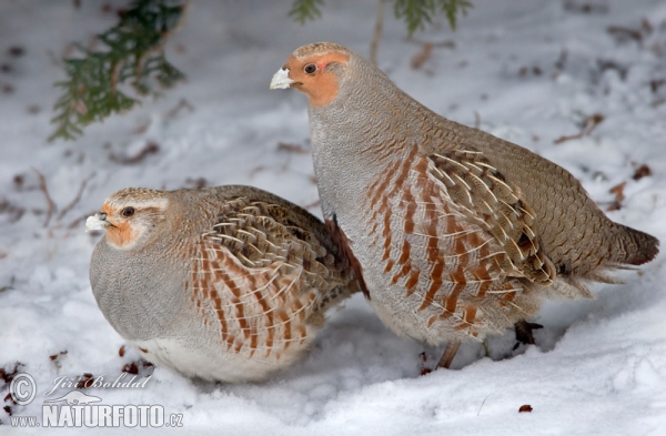 Koroptev polní (Perdix perdix)