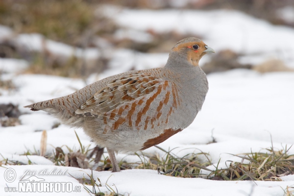 Koroptev polní (Perdix perdix)