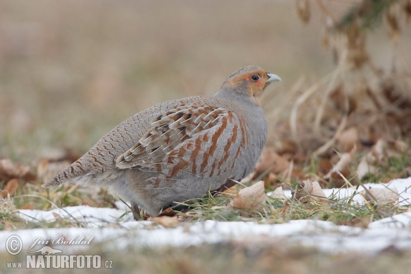 Koroptev polní (Perdix perdix)