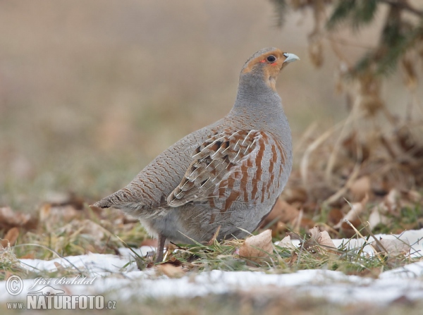 Koroptev polní (Perdix perdix)