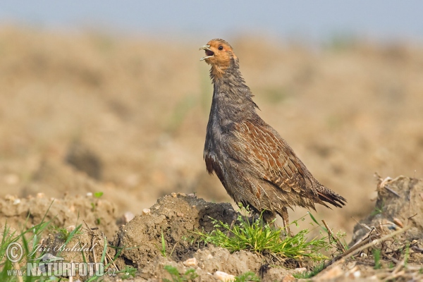 Koroptev polní (Perdix perdix)