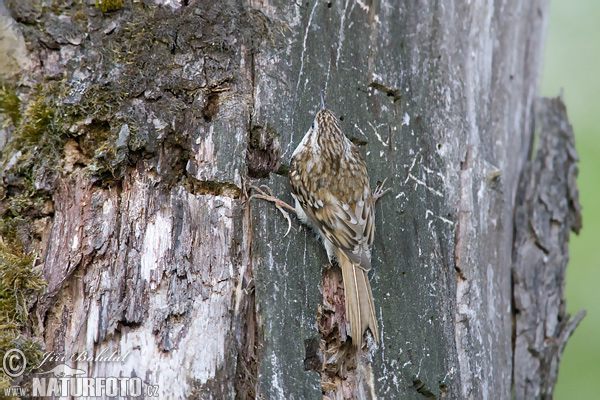 Kôrovník dlhoprstý (Certhia familiaris)