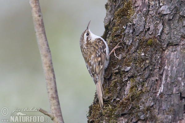 Kôrovník dlhoprstý (Certhia familiaris)