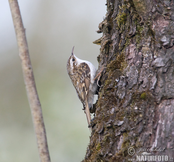 Kôrovník dlhoprstý (Certhia familiaris)