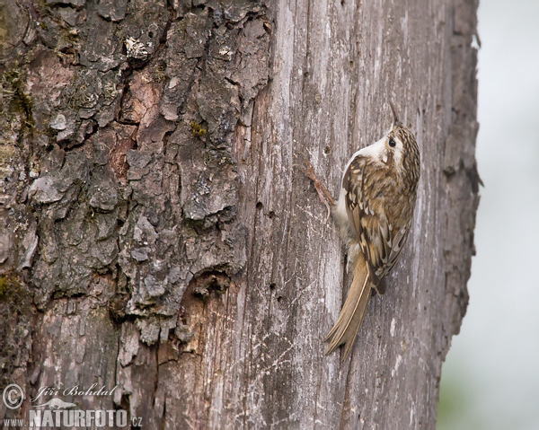 Kôrovník dlhoprstý (Certhia familiaris)