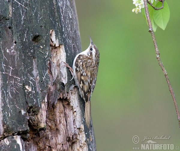 Kôrovník dlhoprstý (Certhia familiaris)