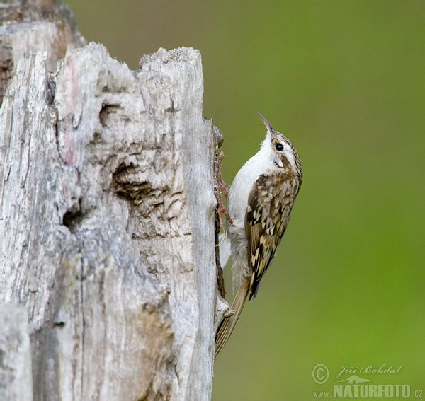 Kôrovník dlhoprstý (Certhia familiaris)