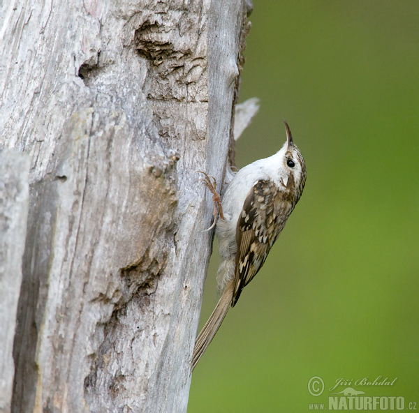 Kôrovník dlhoprstý (Certhia familiaris)