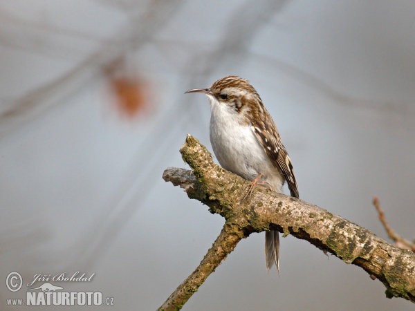 Kôrovník dlhoprstý (Certhia familiaris)