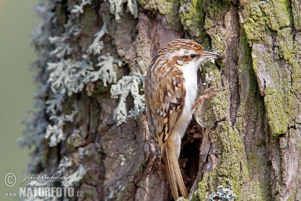 Kôrovník dlhoprstý (Certhia familiaris)